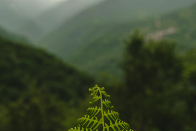 Fern Creek Counselling, Canadian Certified Counsellor